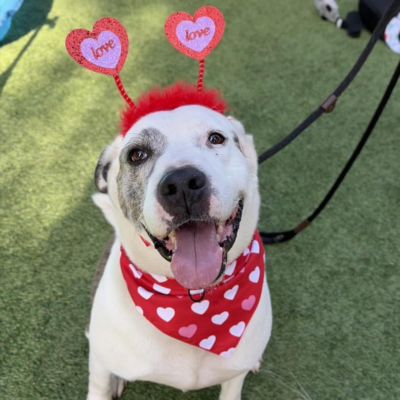 CHAKO, Adoptable, Adult Male Pit Bull Terrier.