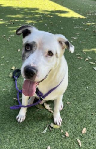 CHAKO, Adoptable, Adult Male Pit Bull Terrier.