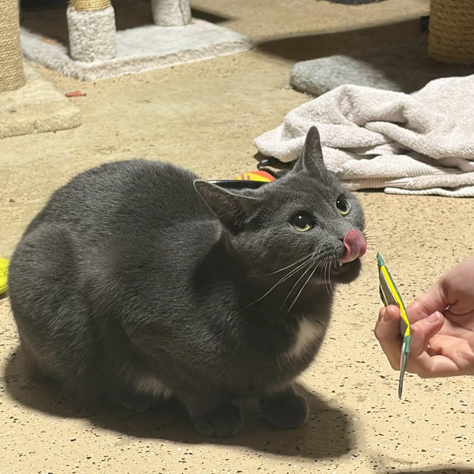 Lulu, a ADOPTABLE mixed breed in Hamilton, ON image 2/4