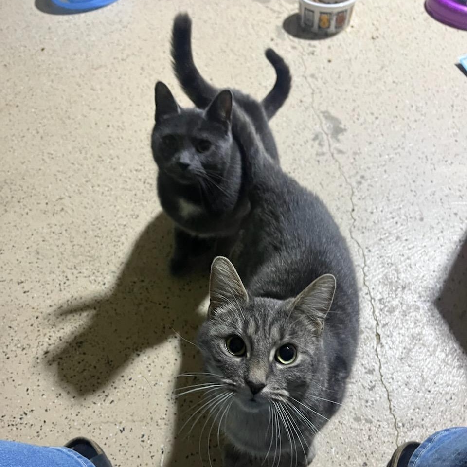 Lulu, a ADOPTABLE mixed breed in Hamilton, ON image 3/4