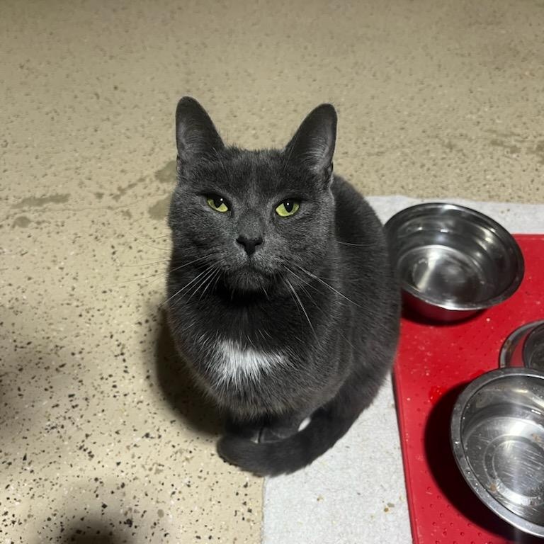 Lulu, ADOPTABLE, Young Female Domestic Short Hair.