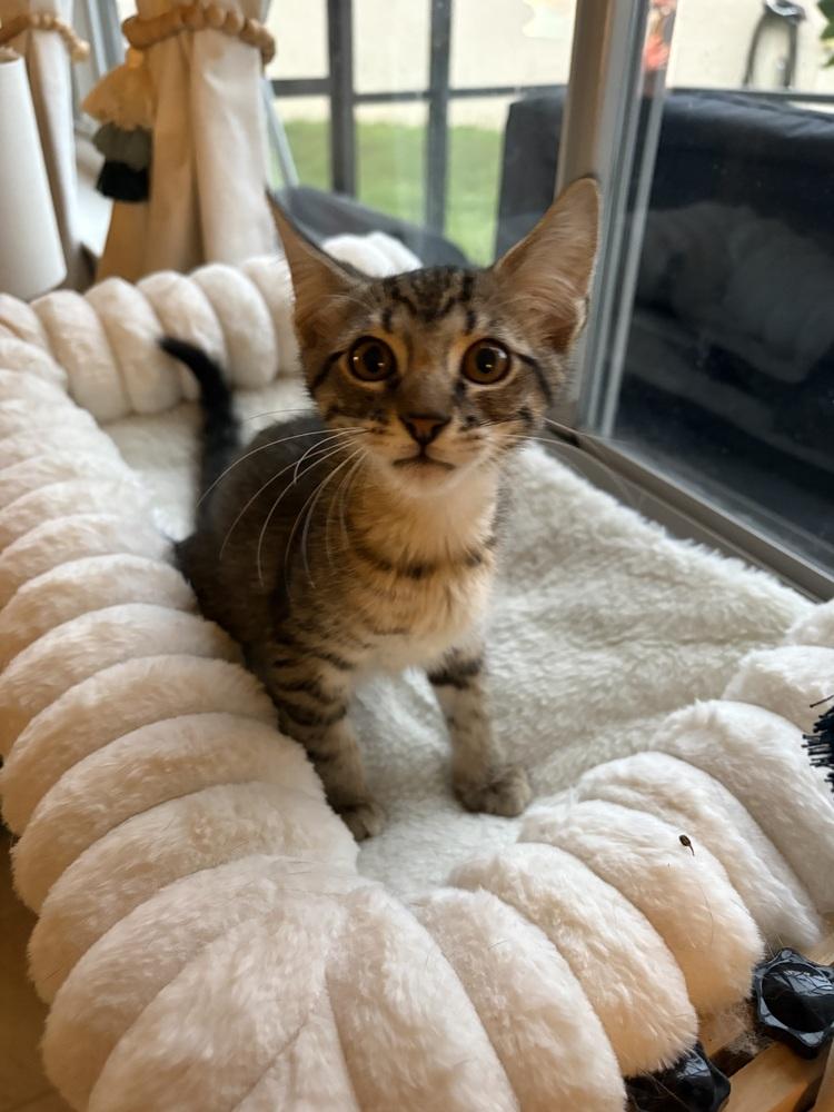 Joseph, Adoptable, Kitten Male Domestic Short Hair.