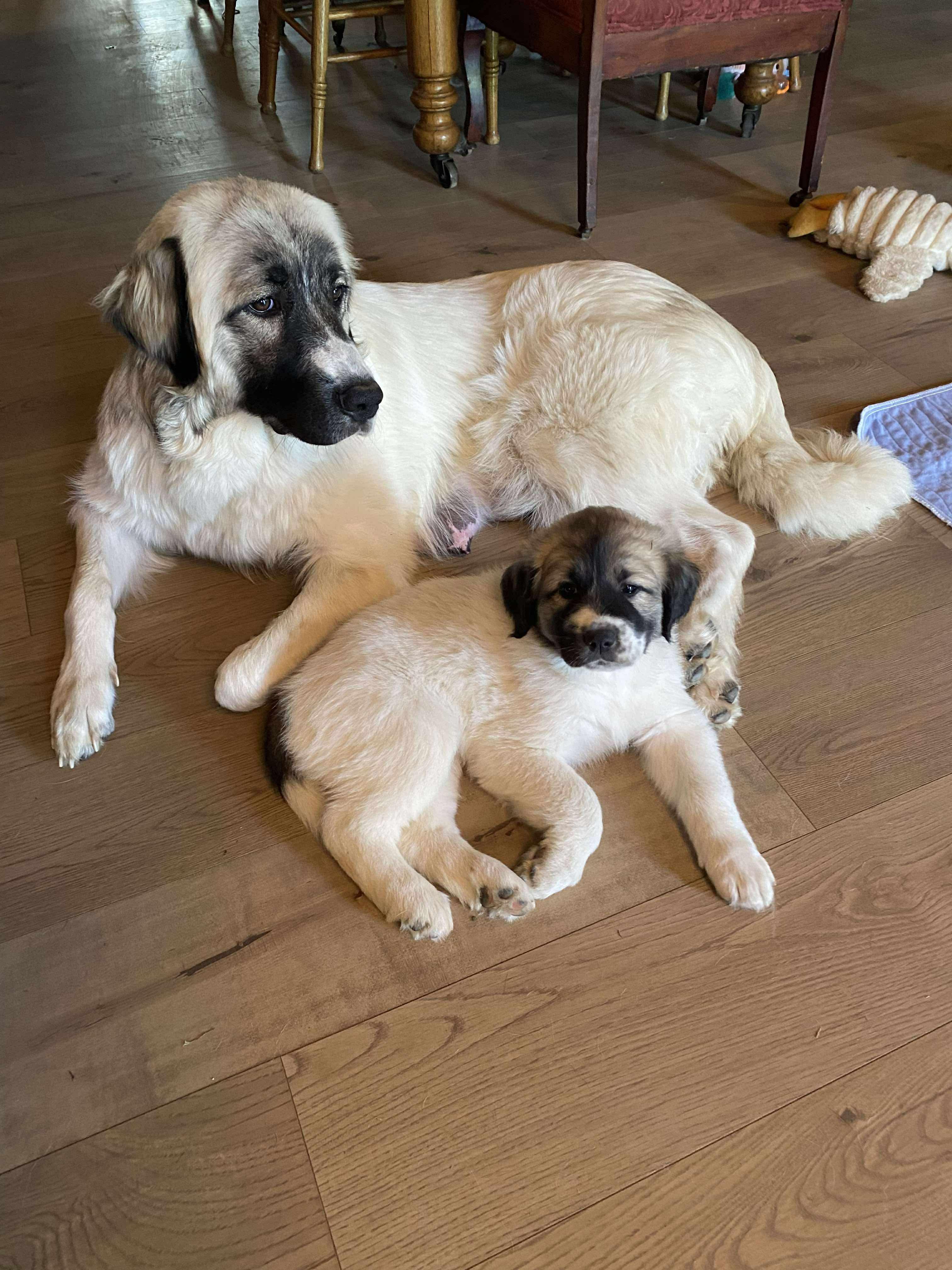 Hattie - Mixed Breed Pyr Pup - New to Rescue