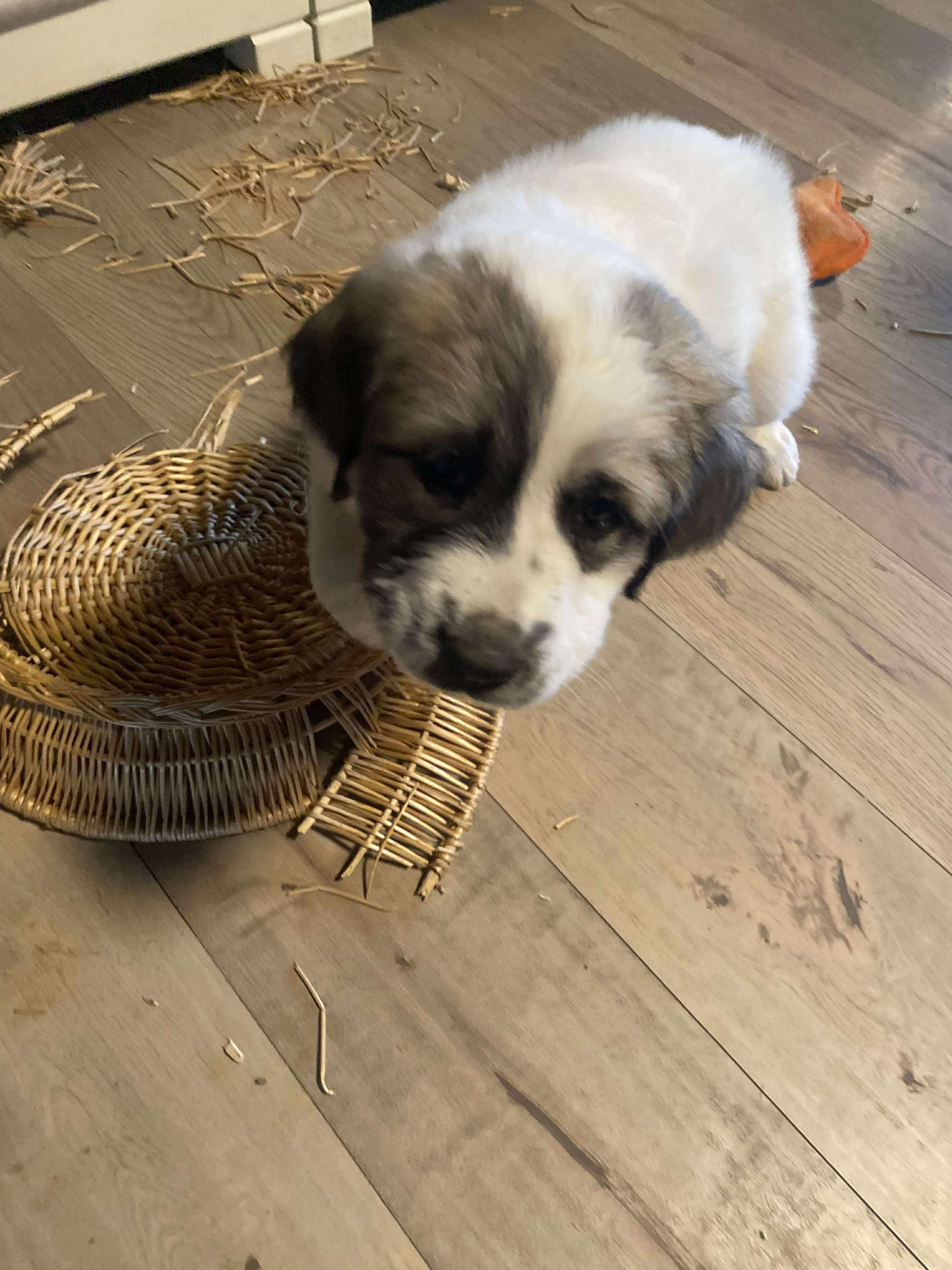 Hattie - Mixed Breed Pyr Pup - New to Rescue