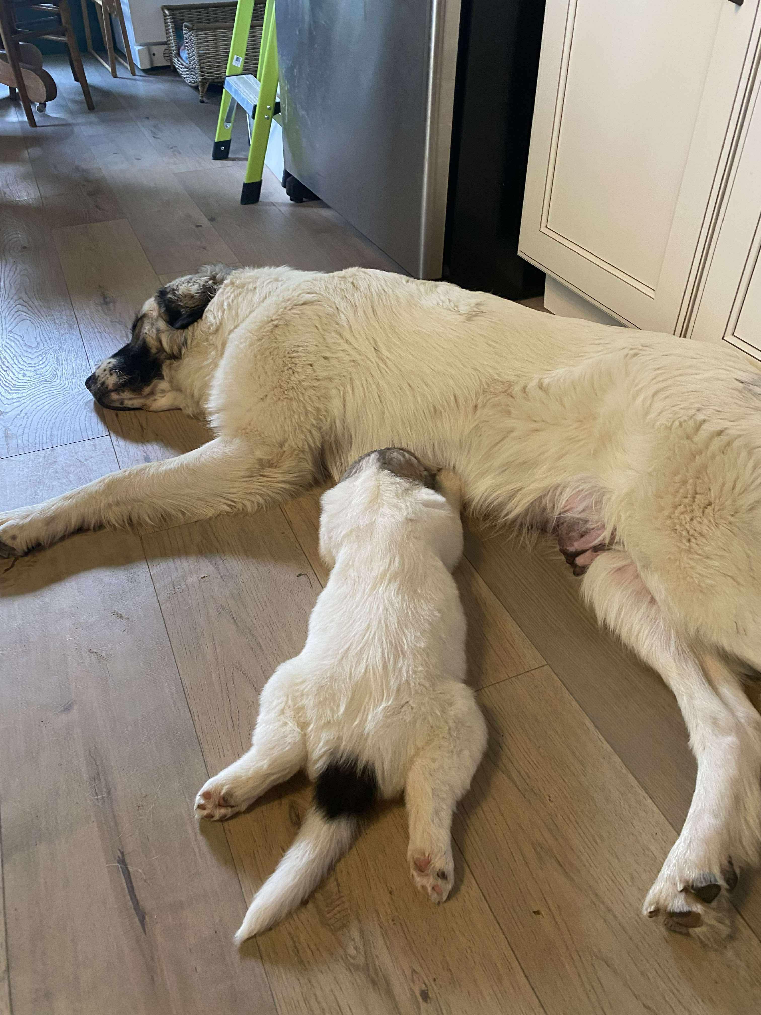 Hattie - Mixed Breed Pyr Pup - New to Rescue