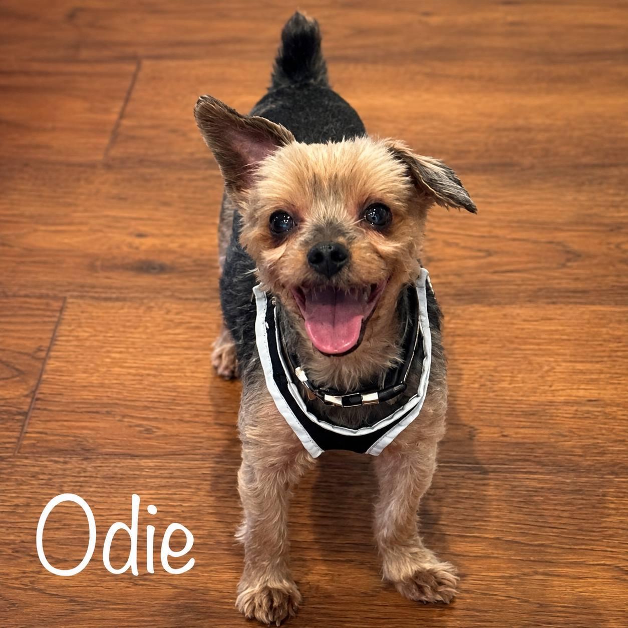 Odie, ADOPTABLE, Adult Male Yorkshire Terrier.