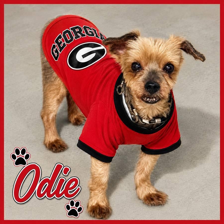 Enlarge Odie, a ADOPTABLE Yorkshire Terrier in Canton, GA image 2/2