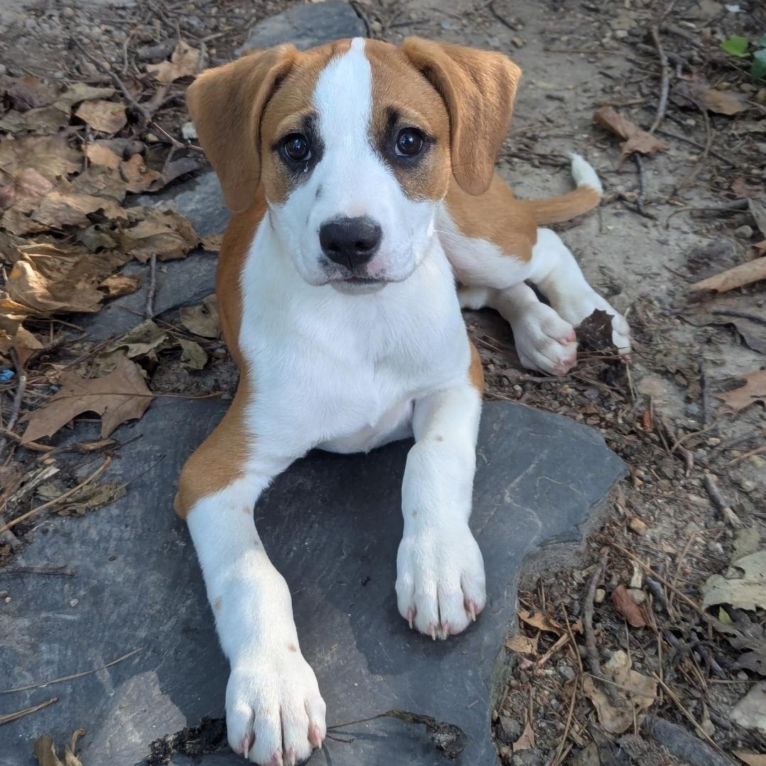 Enlarge Pochita, an adopted mixed breed in Colonial Heights, VA image 1/1