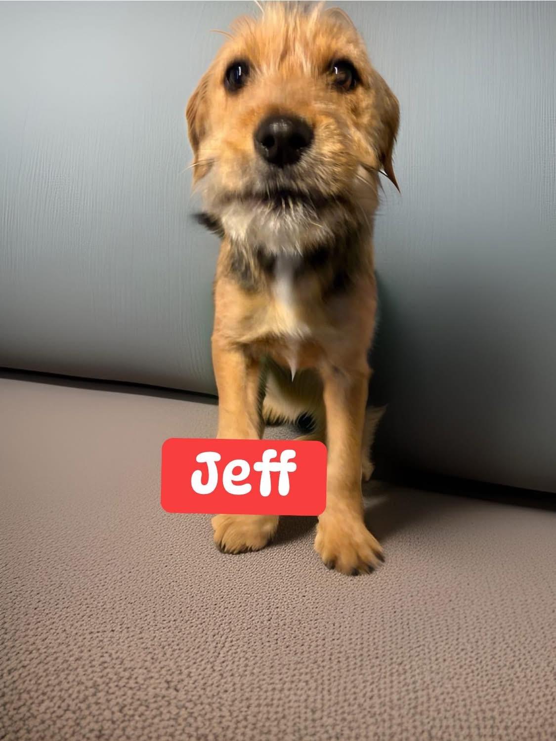 Enlarge Jeff, an adopted mixed breed in Woodbury, NJ image 1/3