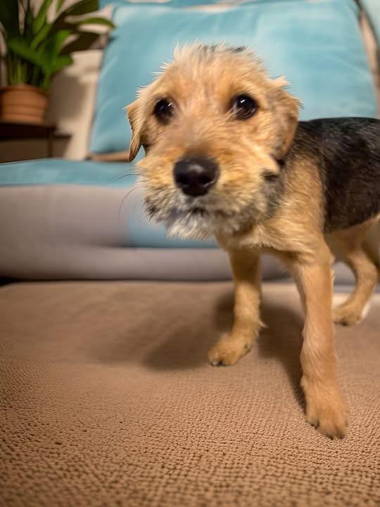 Enlarge Jeff, an adopted mixed breed in Woodbury, NJ image 2/3