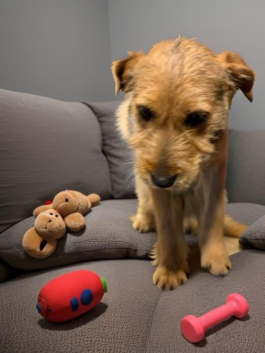 Enlarge Jeff, an adopted mixed breed in Woodbury, NJ image 3/3