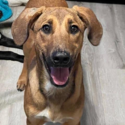 Honeybun, ADOPTABLE, Young Female Hound.