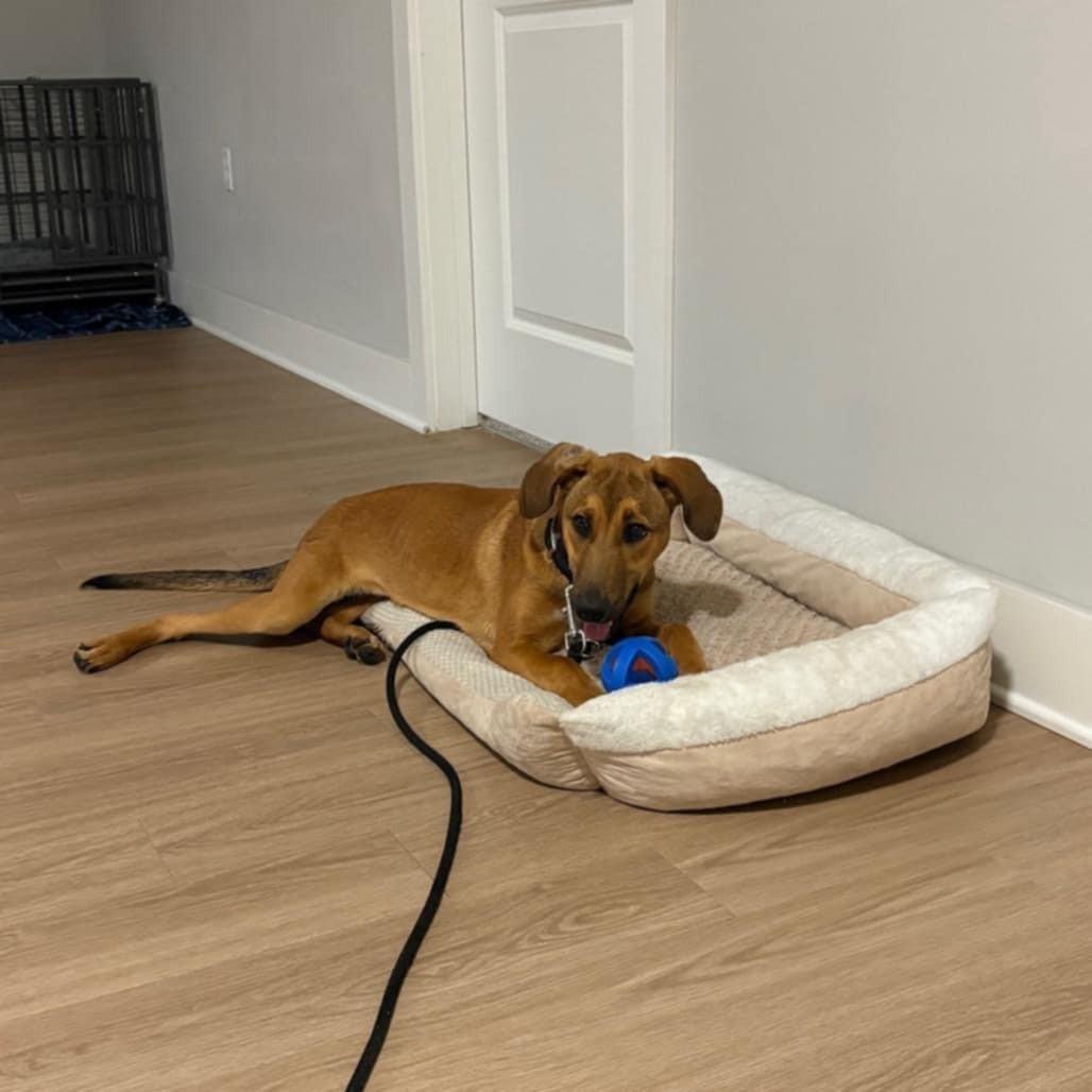 Enlarge Honeybun, a ADOPTABLE mixed breed in Umatilla, FL image 2/3