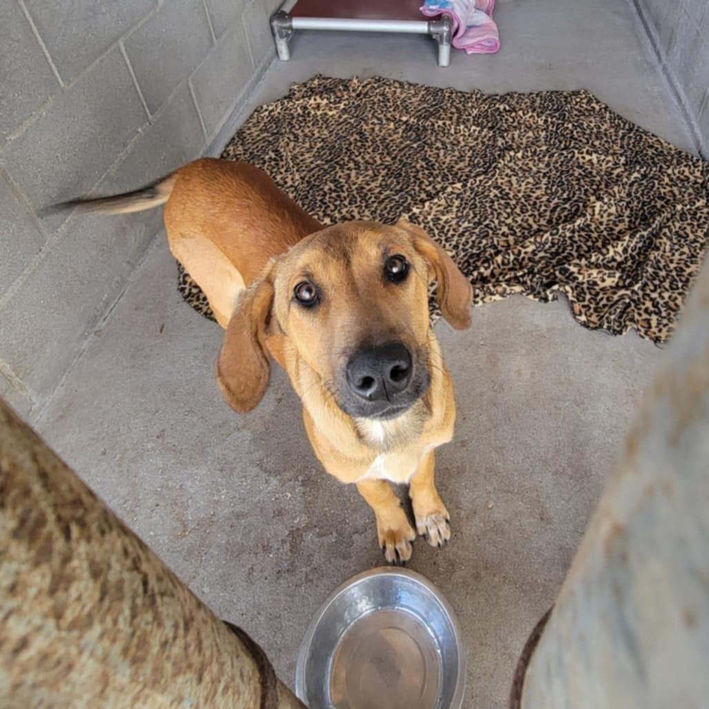 Enlarge Honeybun, a ADOPTABLE mixed breed in Umatilla, FL image 3/3