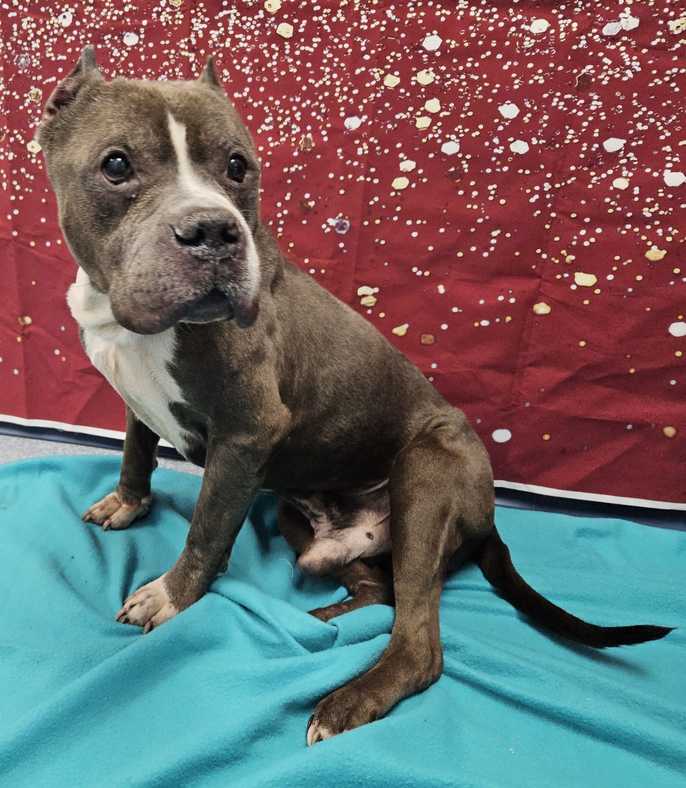 Dog for adoption Naco, a Pit Bull Terrier Mix in Dayville, CT Petfinder