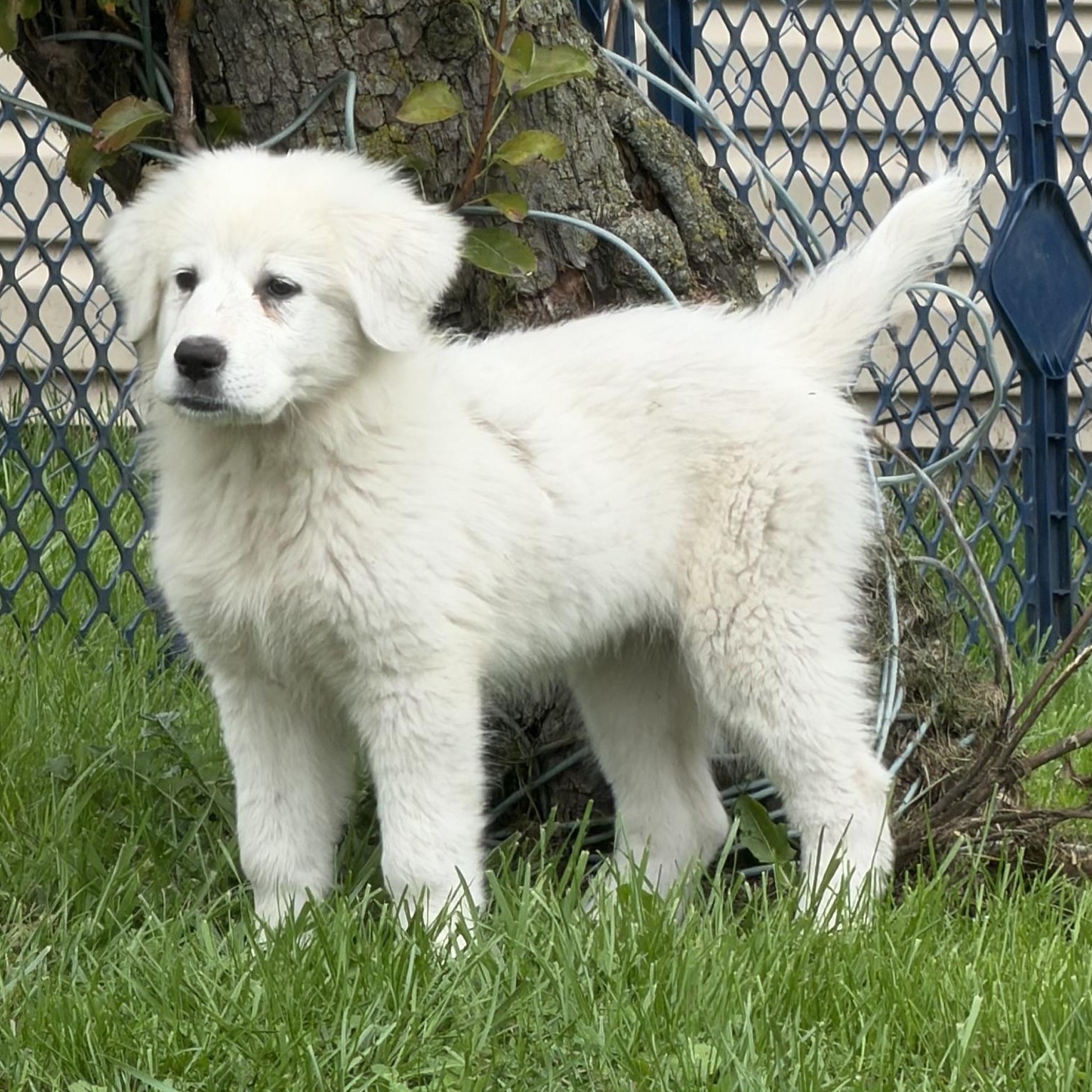 Dolly, Adopted, Puppy Female Great Pyrenees.