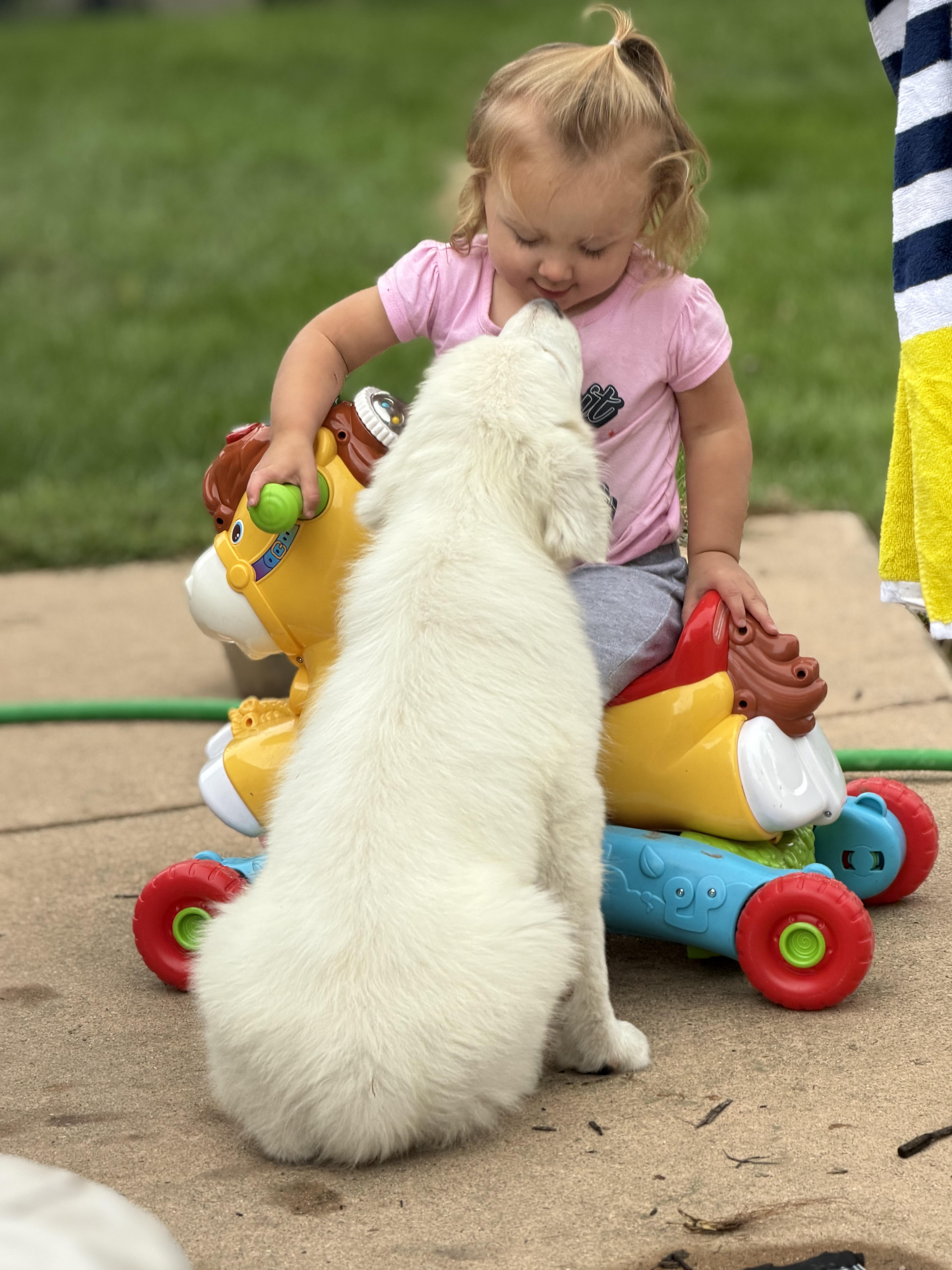 Enlarge Dolly, a Adopted Great Pyrenees in St Clair Shores, MI image 4/4