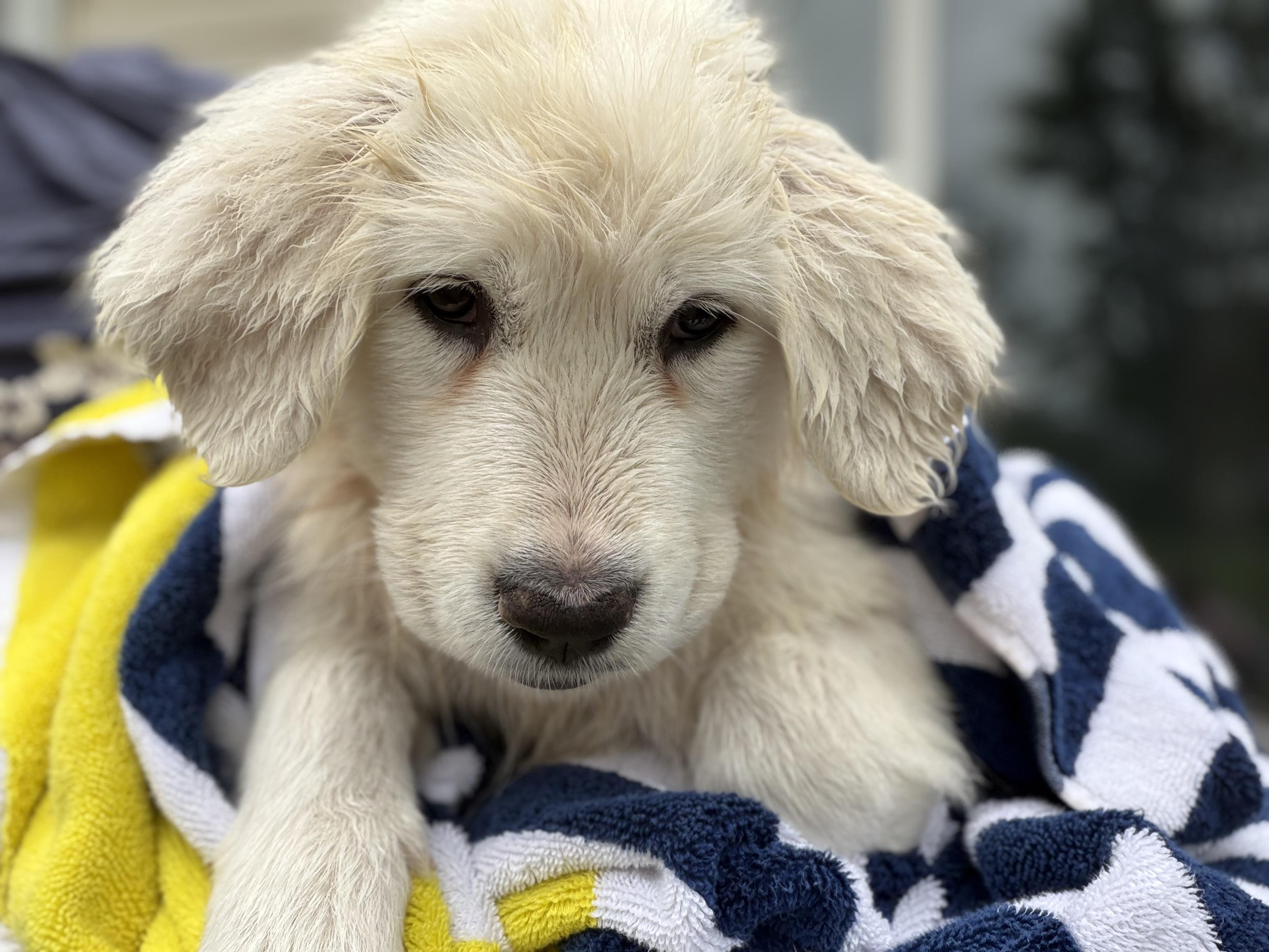 Enlarge Dolly, a Adopted Great Pyrenees in St Clair Shores, MI image 3/4