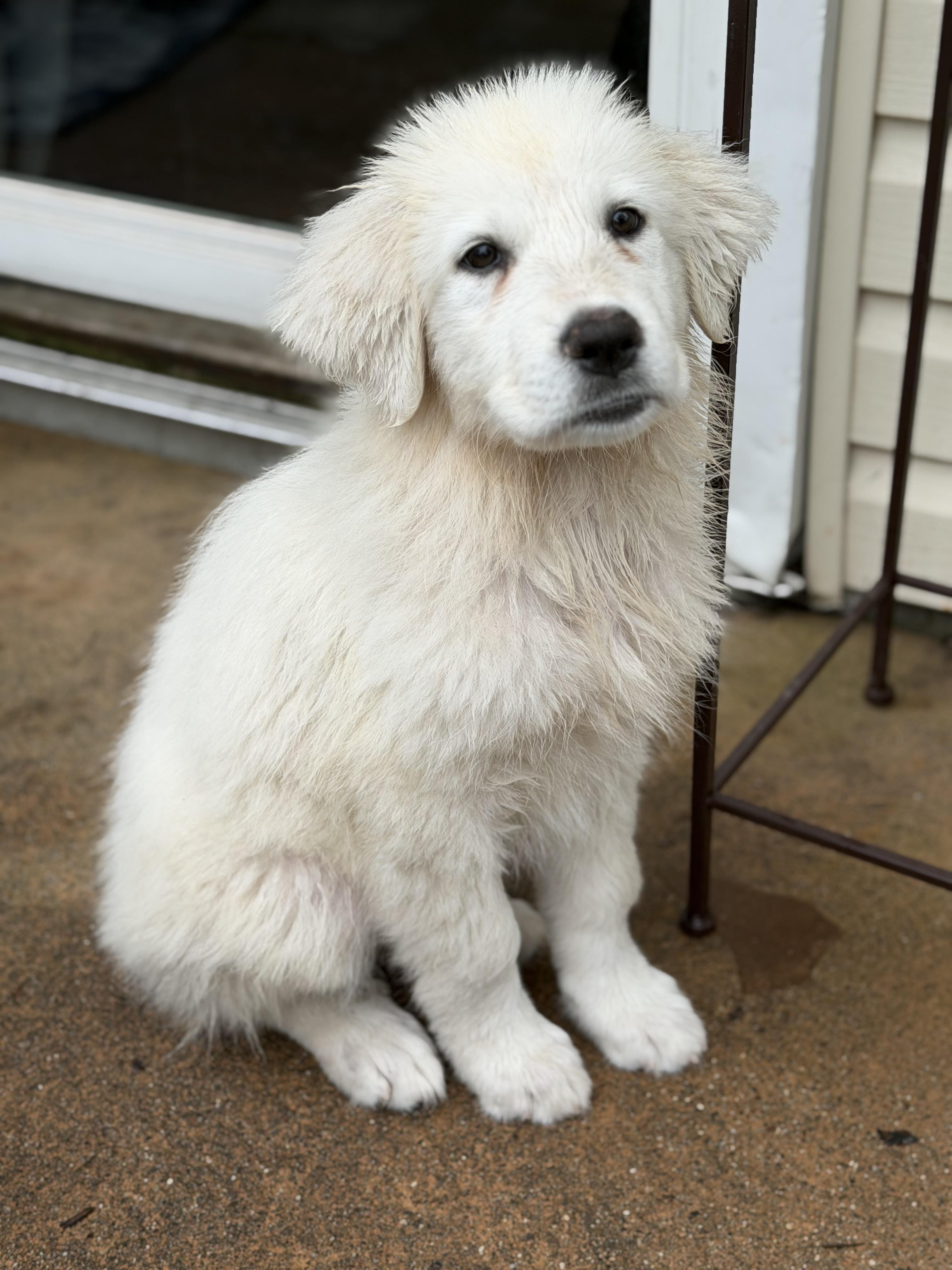 Enlarge Dolly, a Adopted Great Pyrenees in St Clair Shores, MI image 2/4