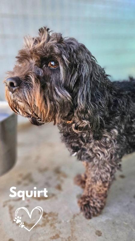 Enlarge Squirt, a Adopted mixed breed in Monte Vista, CO image 1/1