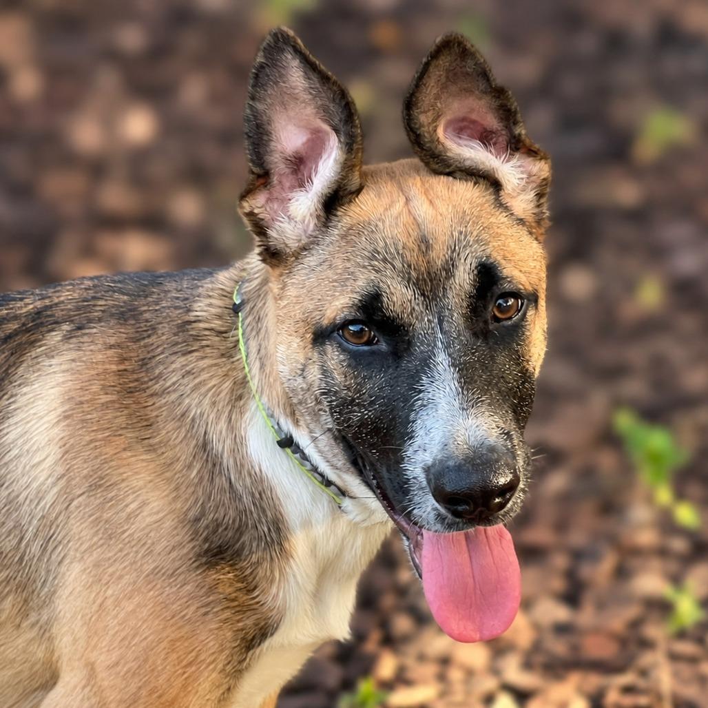 Luca, Adoptable, Young Male Shepherd & Cattle Dog.