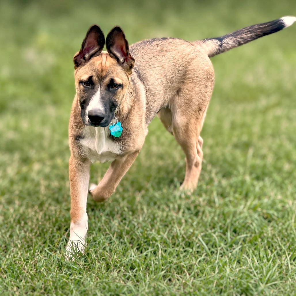 Enlarge Luca, a Adoptable mixed breed in Boerne, TX image 2/5
