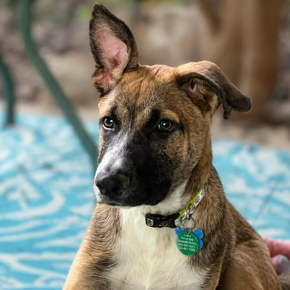 Enlarge Luca, a Adoptable mixed breed in Boerne, TX image 5/5