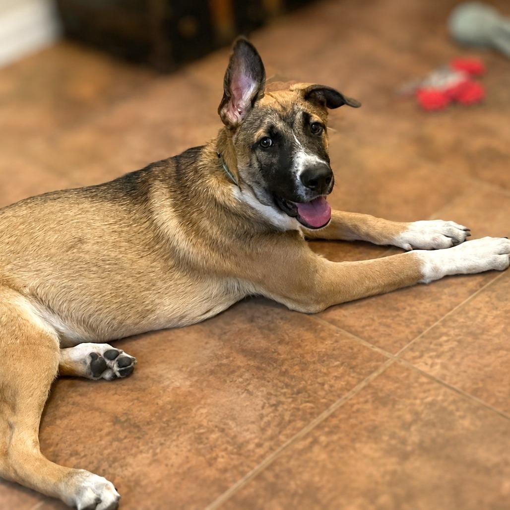 Enlarge Luca, a Adoptable mixed breed in Boerne, TX image 3/5