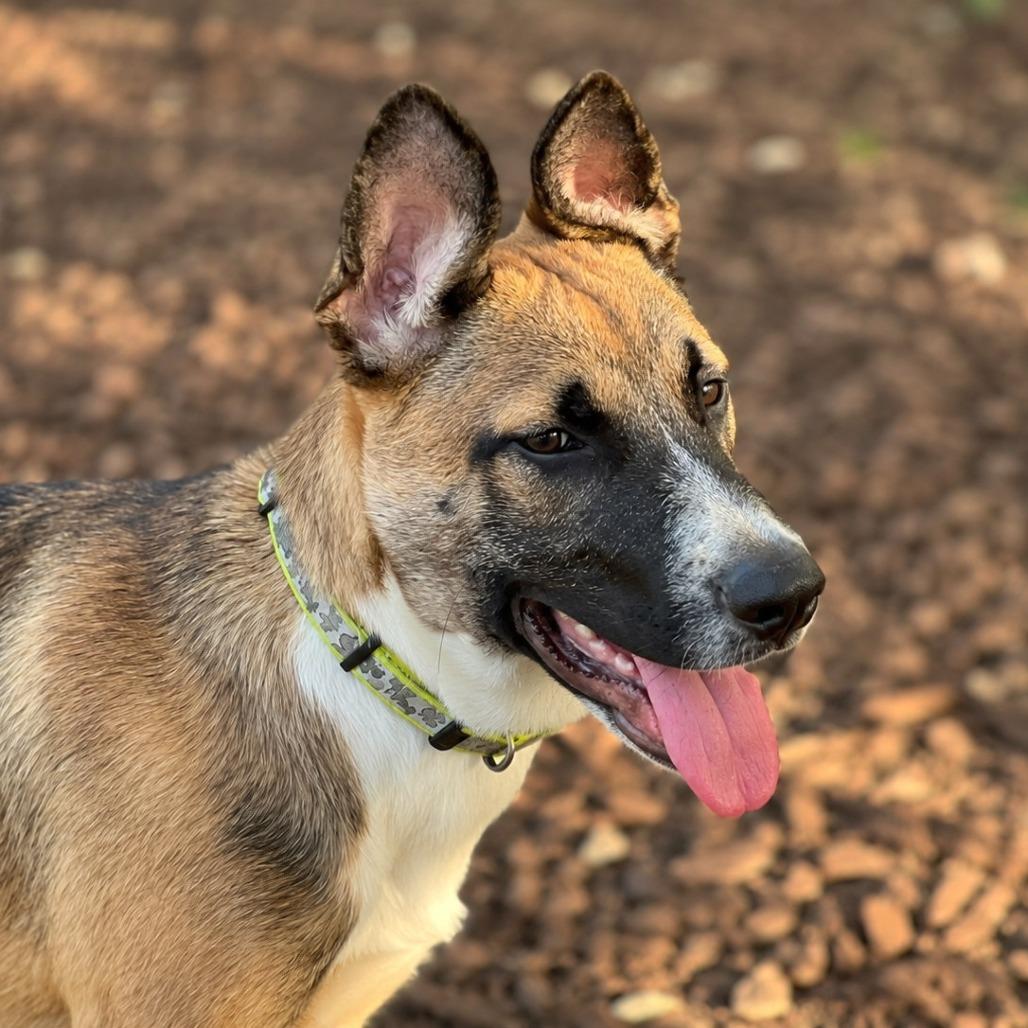 Enlarge Luca, a Adoptable mixed breed in Boerne, TX image 4/5