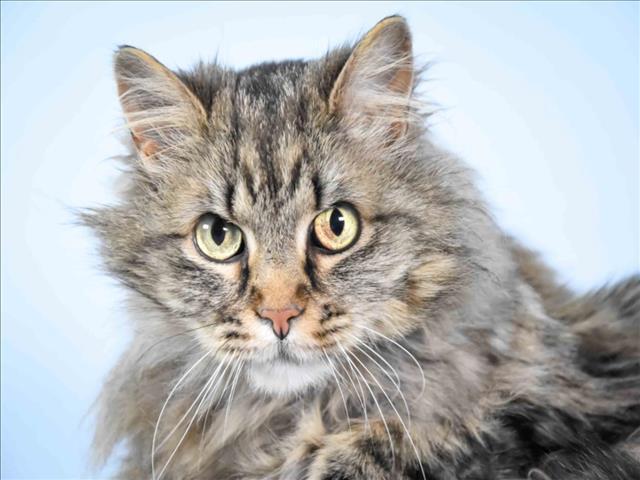 HATTIE, Adoptable, Adult Female Domestic Long Hair.
