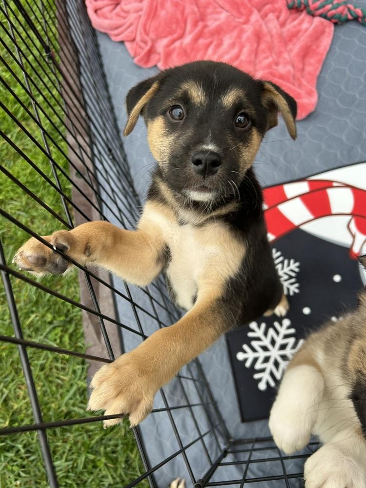 Enlarge Mookie, a Adoptable mixed breed in San Diego, CA image 1/6