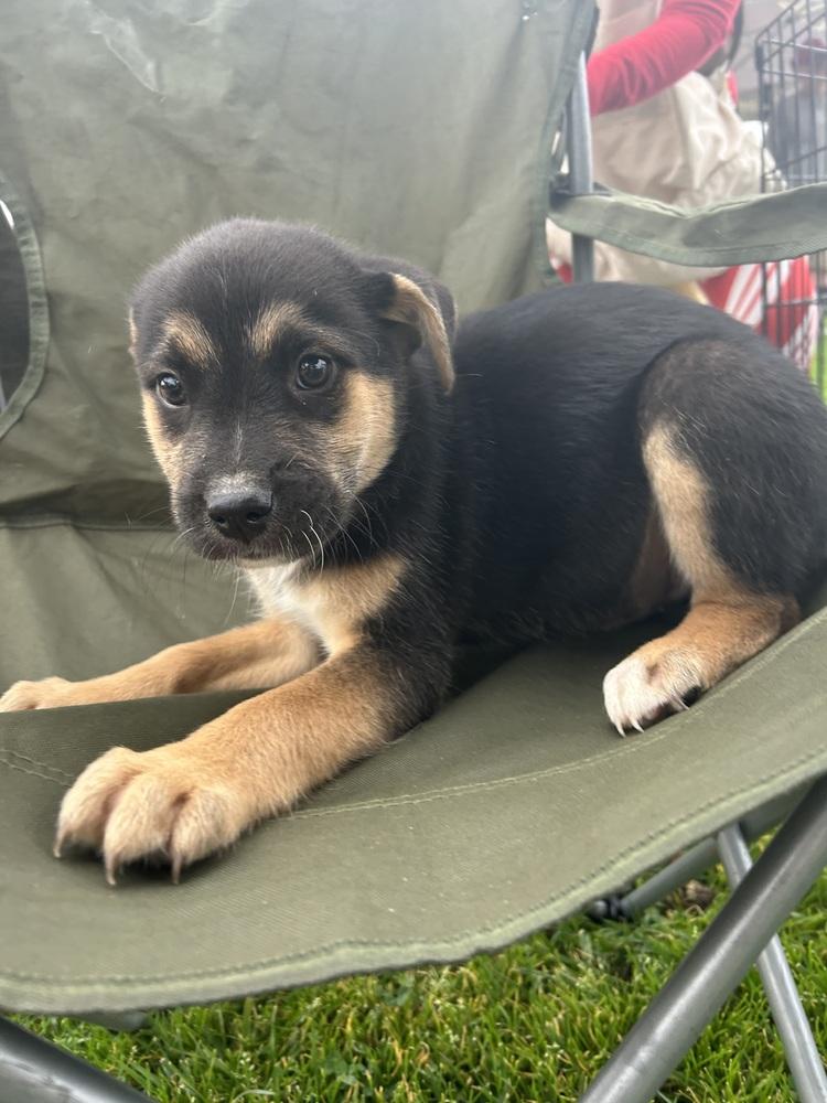 Enlarge Mookie, a Adoptable mixed breed in San Diego, CA image 2/6