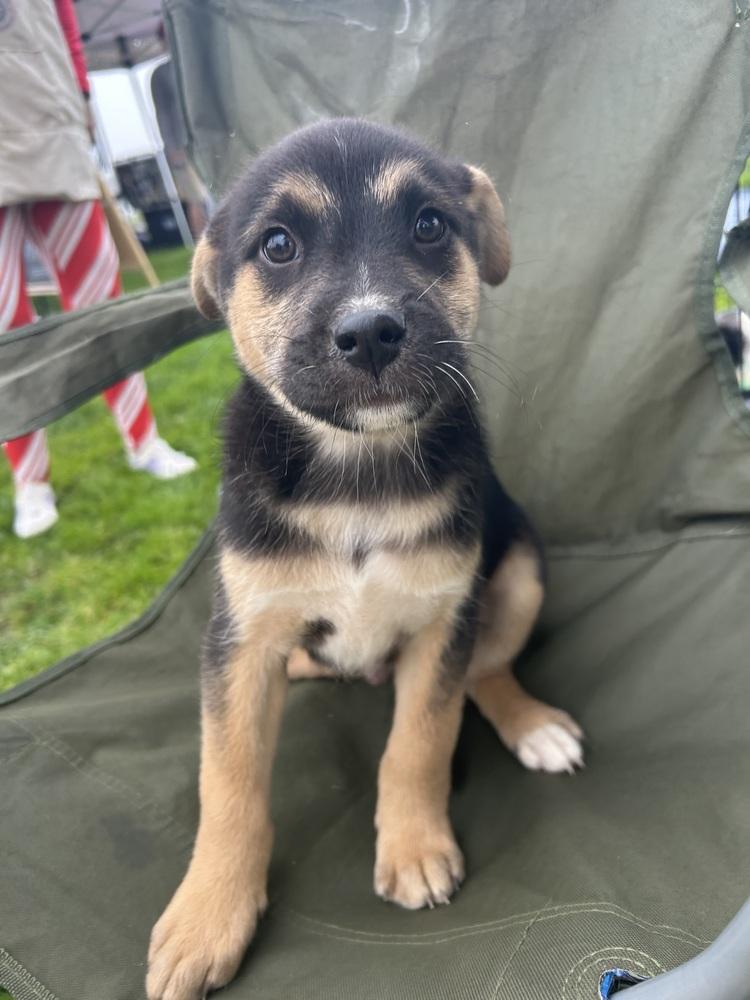 Enlarge Mookie, a Adoptable mixed breed in San Diego, CA image 4/6