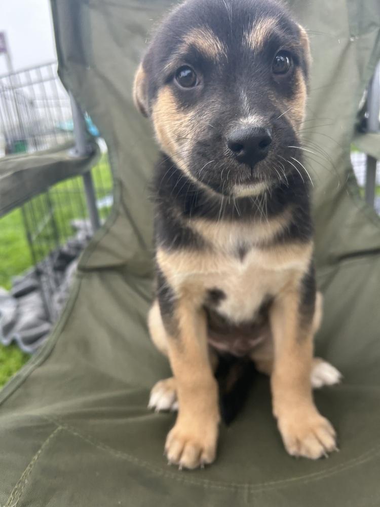 Enlarge Mookie, a Adoptable mixed breed in San Diego, CA image 5/6