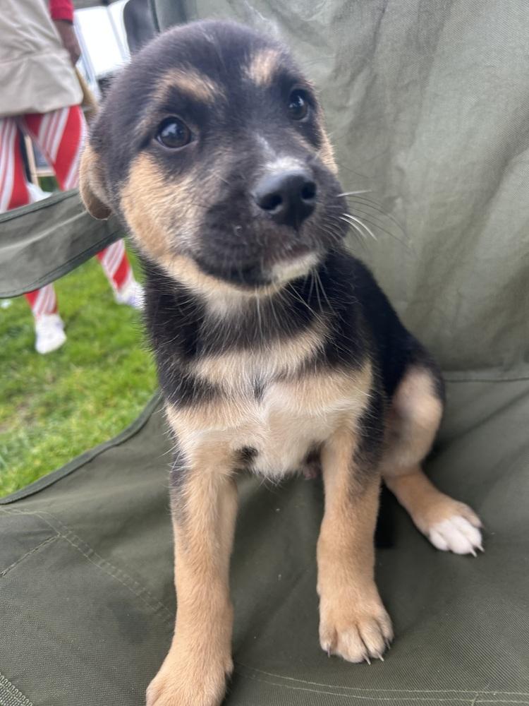Enlarge Mookie, a Adoptable mixed breed in San Diego, CA image 6/6
