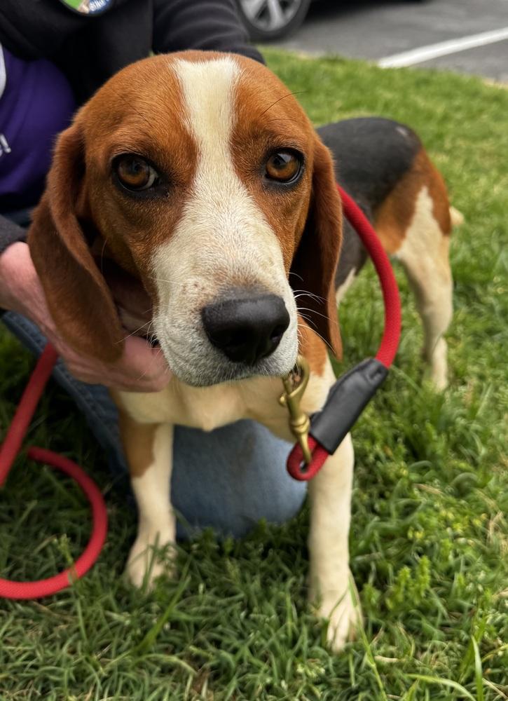 Thaddeus, Adoptable, Young Male Black and Tan Coonhound.