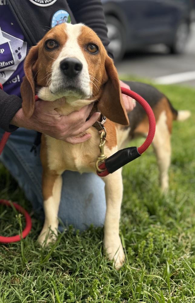 Enlarge Thaddeus, a Adoptable Black and Tan Coonhound in Greenbelt, MD image 3/5