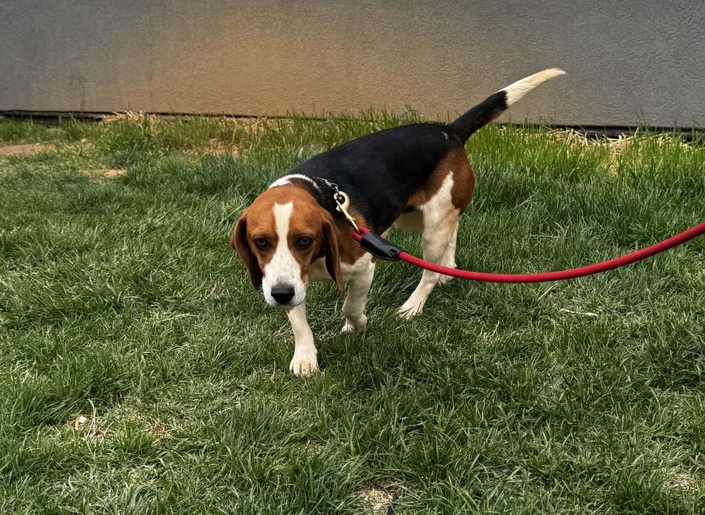 Enlarge Thaddeus, a Adoptable Black and Tan Coonhound in Greenbelt, MD image 5/5