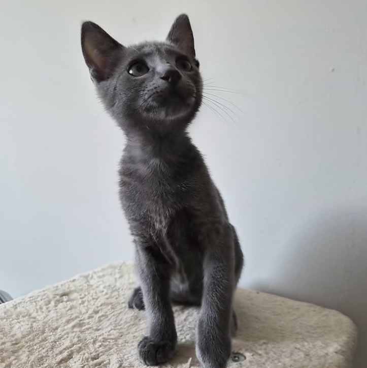 Grayby, adopted, Kitten Male Russian Blue.