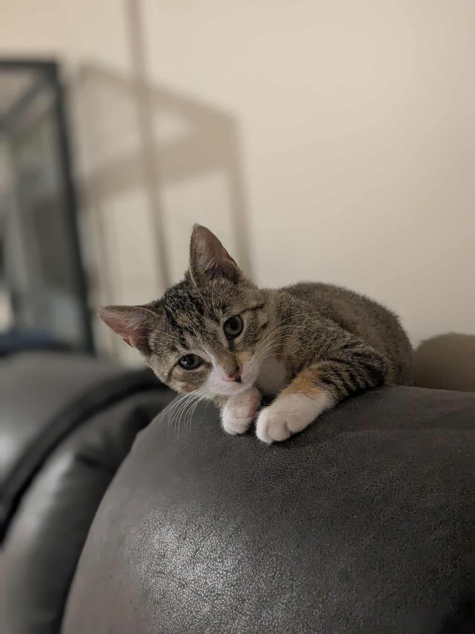 Enlarge Kindle, a Adoptable Domestic Short Hair in Hanover, PA image 3/3