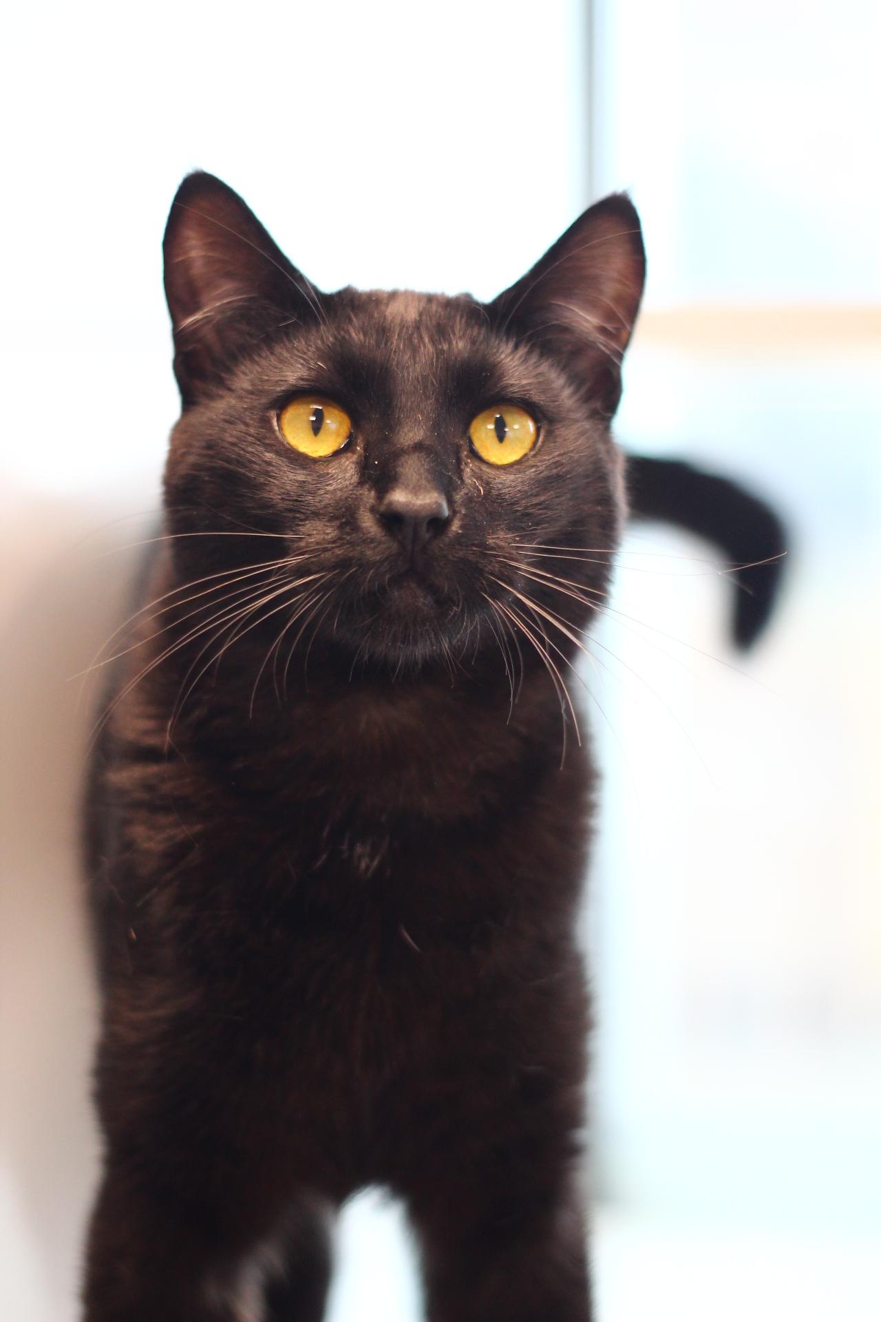 Enlarge Mc Muffin, a Adoptable Domestic Short Hair in Toledo, OH image 3/3