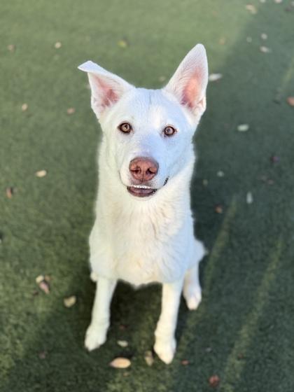 Enlarge Neptune, an adoptable mixed breed in Sacramento, CA image 2/3