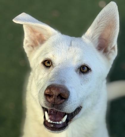 Neptune, adoptable, Adult Male White German Shepherd.