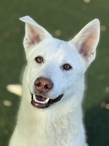 Enlarge Neptune, an adoptable mixed breed in Sacramento, CA image 3/3