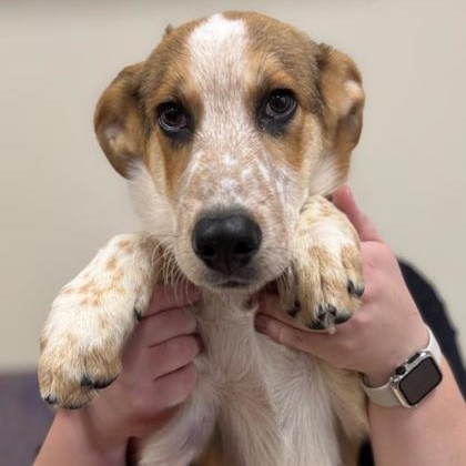 Enlarge Zeke, a ADOPTABLE mixed breed in Quincy, IL image 1/1