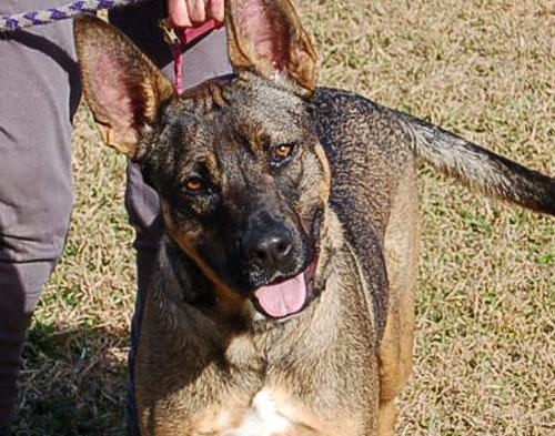 Enlarge DAISY, a ADOPTABLE mixed breed in Preston, CT image 5/6