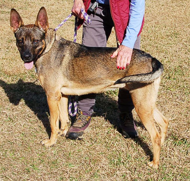 Enlarge DAISY, a ADOPTABLE mixed breed in Preston, CT image 4/6