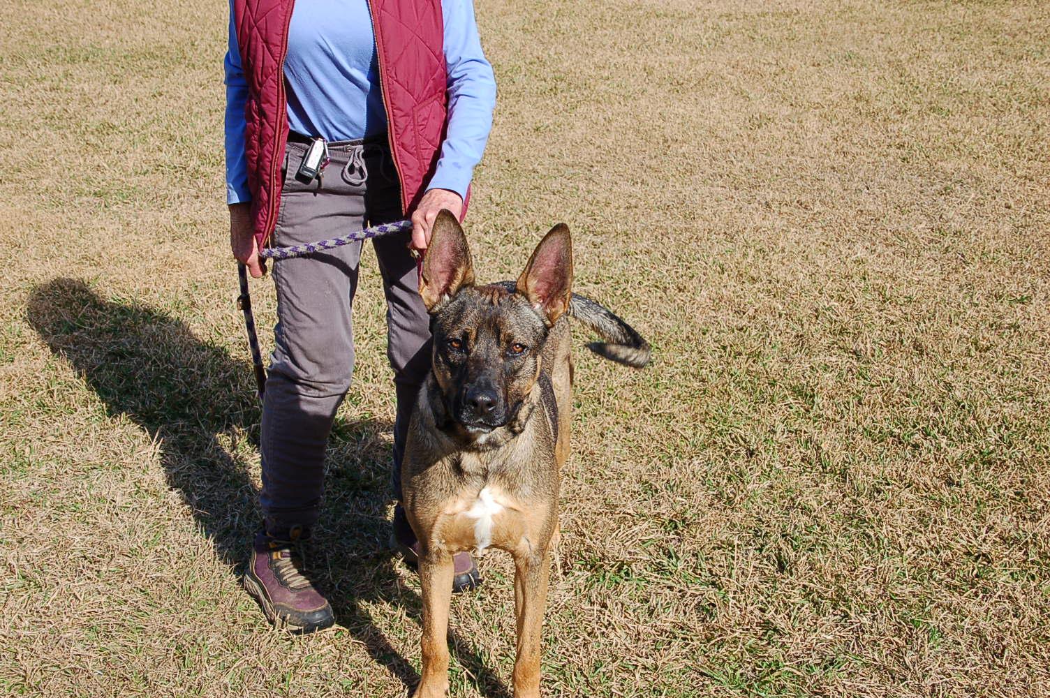 Enlarge DAISY, a ADOPTABLE mixed breed in Preston, CT image 3/6