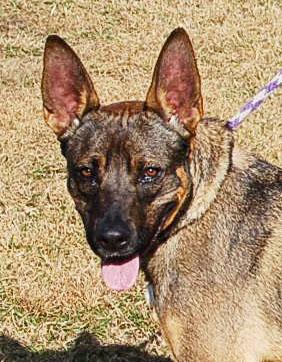 DAISY, ADOPTABLE, Young Female German Shepherd Dog & Catahoula Leopard Dog.