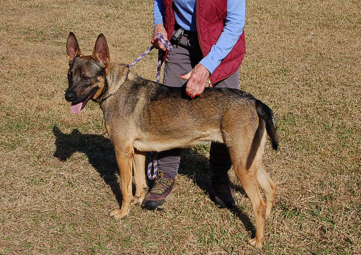 Enlarge DAISY, a ADOPTABLE mixed breed in Preston, CT image 2/6